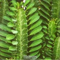 Euphorbia снимка
