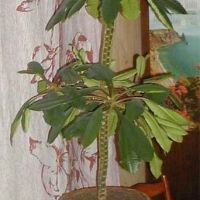 Euphorbia снимка