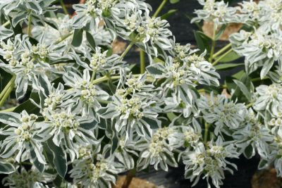 Euphorbia fringed (ninsori montane) plantarea și îngrijirea, creșterea, fotografie