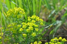 Euphorbia fringed (ninsori montane) plantarea și îngrijirea, creșterea, fotografie