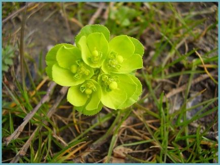 Grădina Euphorbia, plantarea și îngrijirea perenă, cultivarea și reproducerea soiului în câmp deschis,