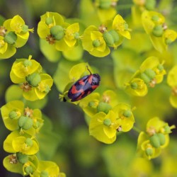 Grădina Euphorbia, plantarea și îngrijirea perenă, cultivarea și reproducerea soiului în câmp deschis,