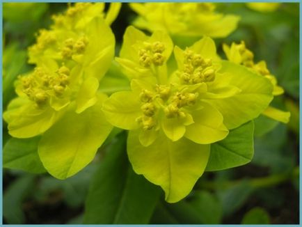 Grădina Euphorbia, plantarea și îngrijirea perenă, cultivarea și reproducerea soiului în câmp deschis,