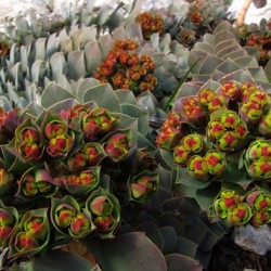 Grădina Euphorbia, plantarea și îngrijirea perenă, cultivarea și reproducerea soiului în câmp deschis,