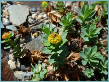 Grădina Euphorbia, plantarea și îngrijirea perenă, cultivarea și reproducerea soiului în câmp deschis,