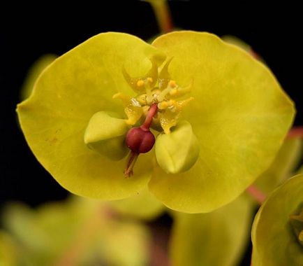 Grădina Euphorbia, plantarea și îngrijirea perenă, cultivarea și reproducerea soiului în câmp deschis,