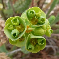 Grădina Euphorbia, plantarea și îngrijirea perenă, cultivarea și reproducerea soiului în câmp deschis,