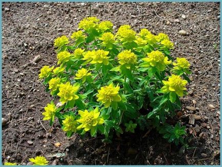 Grădina Euphorbia, plantarea și îngrijirea perenă, cultivarea și reproducerea soiului în câmp deschis,