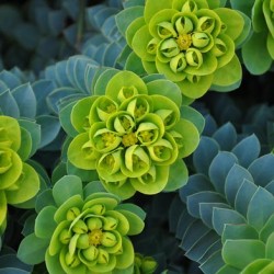 Grădina Euphorbia, plantarea și îngrijirea perenă, cultivarea și reproducerea soiului în câmp deschis,