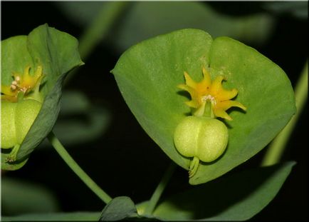 Grădina Euphorbia, plantarea și îngrijirea perenă, cultivarea și reproducerea soiului în câmp deschis,