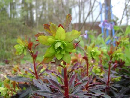 Grădina Euphorbia, plantarea și îngrijirea perenă, cultivarea și reproducerea soiului în câmp deschis,