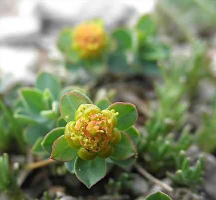 Grădina Euphorbia, plantarea și îngrijirea perenă, cultivarea și reproducerea soiului în câmp deschis,