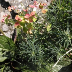 Grădina Euphorbia, plantarea și îngrijirea perenă, cultivarea și reproducerea soiului în câmp deschis,