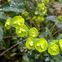 Grădina Euphorbia, plantarea și îngrijirea perenă, cultivarea și reproducerea soiului în câmp deschis,