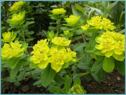 Grădina Euphorbia, plantarea și îngrijirea perenă, cultivarea și reproducerea soiului în câmp deschis,