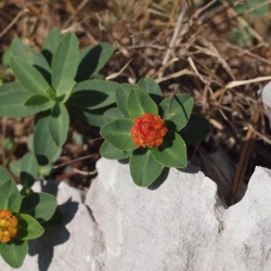 Grădina Euphorbia, plantarea și îngrijirea perenă, cultivarea și reproducerea soiului în câmp deschis,