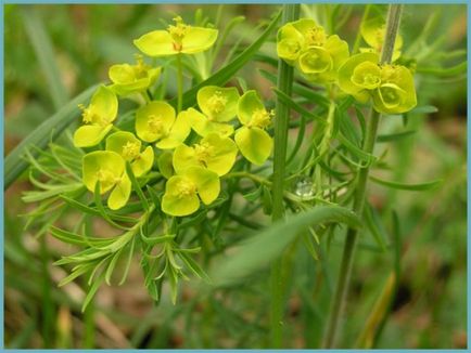 Grădina Euphorbia, plantarea și îngrijirea perenă, cultivarea și reproducerea soiului în câmp deschis,