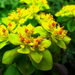 Grădina Euphorbia, plantarea și îngrijirea perenă, cultivarea și reproducerea soiului în câmp deschis,