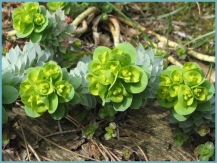 Grădina Euphorbia, plantarea și îngrijirea perenă, cultivarea și reproducerea soiului în câmp deschis,