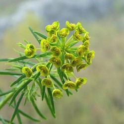 Grădina Euphorbia, plantarea și îngrijirea perenă, cultivarea și reproducerea soiului în câmp deschis,