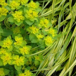 Grădina Euphorbia, plantarea și îngrijirea perenă, cultivarea și reproducerea soiului în câmp deschis,