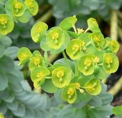 Grădina Euphorbia, plantarea și îngrijirea perenă, cultivarea și reproducerea soiului în câmp deschis,