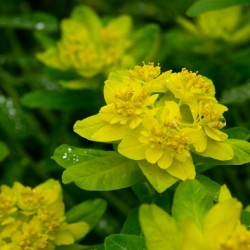 Grădina Euphorbia, plantarea și îngrijirea perenă, cultivarea și reproducerea soiului în câmp deschis,