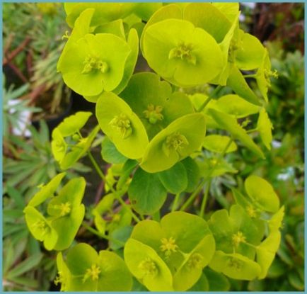 Grădina Euphorbia, plantarea și îngrijirea perenă, cultivarea și reproducerea soiului în câmp deschis,