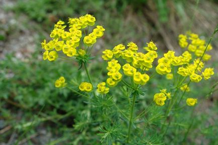 Grădina Euphorbia, plantarea și îngrijirea perenă, cultivarea și reproducerea soiului în câmp deschis,