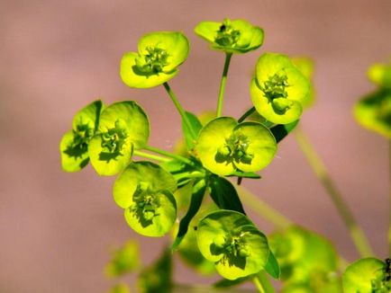 Grădina Euphorbia, plantarea și îngrijirea perenă, cultivarea și reproducerea soiului în câmp deschis,