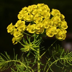 Grădina Euphorbia, plantarea și îngrijirea perenă, cultivarea și reproducerea soiului în câmp deschis,