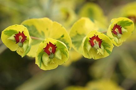 Grădina Euphorbia, plantarea și îngrijirea perenă, cultivarea și reproducerea soiului în câmp deschis,