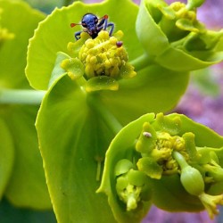 Grădina Euphorbia, plantarea și îngrijirea perenă, cultivarea și reproducerea soiului în câmp deschis,