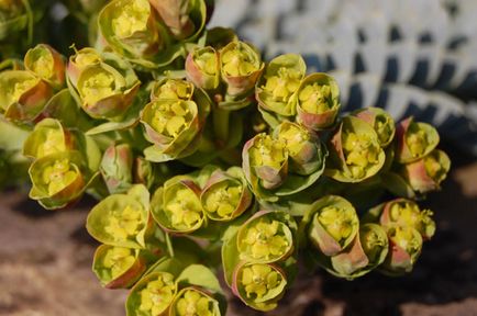 Grădina Euphorbia, plantarea și îngrijirea perenă, cultivarea și reproducerea soiului în câmp deschis,