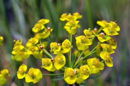 Grădina Euphorbia, plantarea și îngrijirea perenă, cultivarea și reproducerea soiului în câmp deschis,