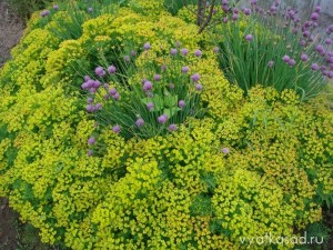 Euphorbia în cultivarea grădinii, specii populare, grădina Vyatka