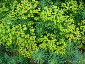 Euphorbia în cultivarea grădinii, specii populare, grădina Vyatka