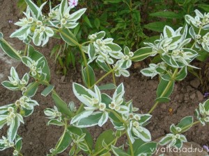 Euphorbia în cultivarea grădinii, specii populare, grădina Vyatka