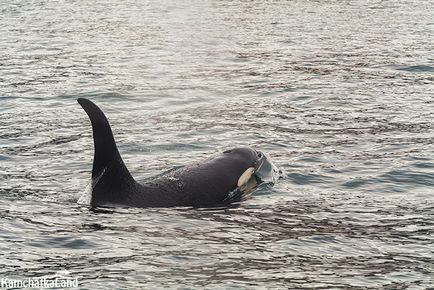 Моря на камчатці, kamchatkaland