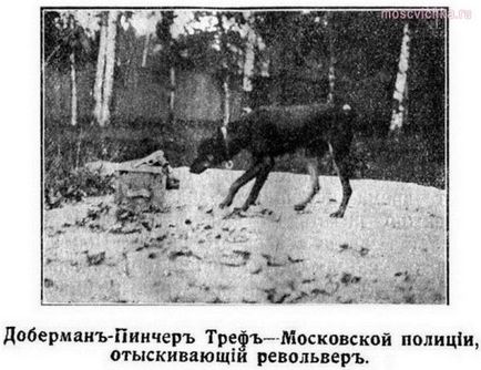 Москвичка - гігантський джордж, доберман треф і ще 2 історії знаменитих собак