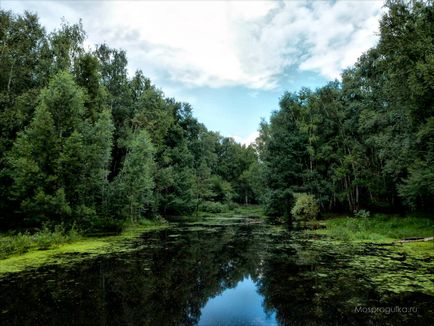 Моспрогулка алёшкінскій ліс