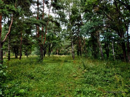 Mosprogulka aloshkinsky erdő
