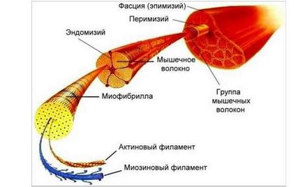 Чи можна накачатися маленькими вагами