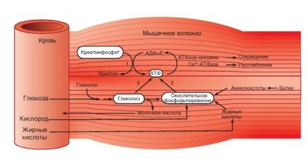 Чи можна накачатися маленькими вагами