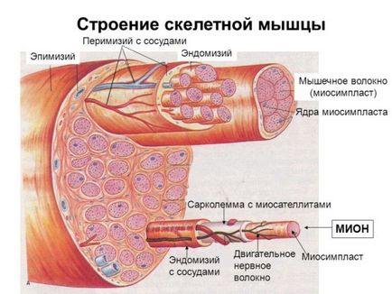 Чи можна накачатися маленькими вагами