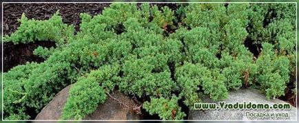 Juniper (fotografie) - specie, plantare și îngrijire, un loc despre o grădină, o reședință de vară și plante de apartament