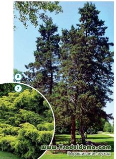 Juniper (fotografie) - specie, plantare și îngrijire, un loc despre o grădină, o reședință de vară și plante de apartament