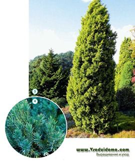Можжевельні (фото) - види, посадка і догляд, сайт про сад, дачі і кімнатних рослинах