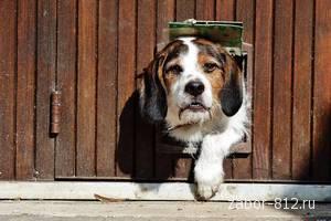 Надійні паркани - собака і паркан