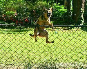 Fiare de încredere - un câine și un gard